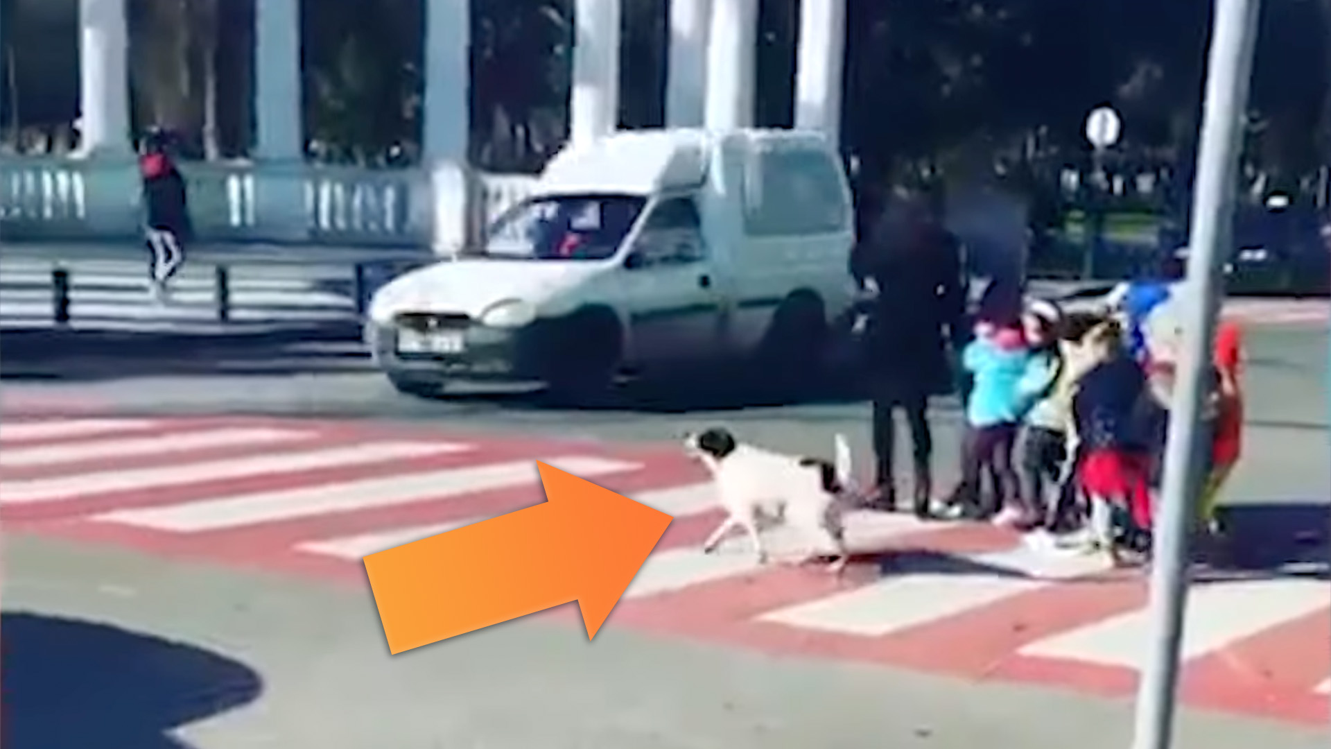 一只流浪狗叫路过的车作为孩子在格鲁吉亚试图穿过马路