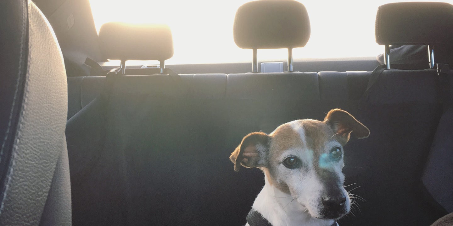 最佳狗狗安全带:最安全的狗狗汽车约束