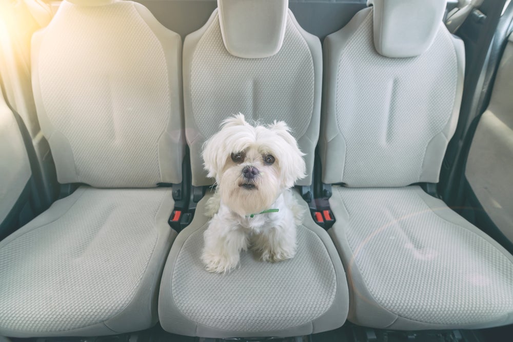 最好的狗狗座椅套:让你的狗狗在长途旅行中舒适