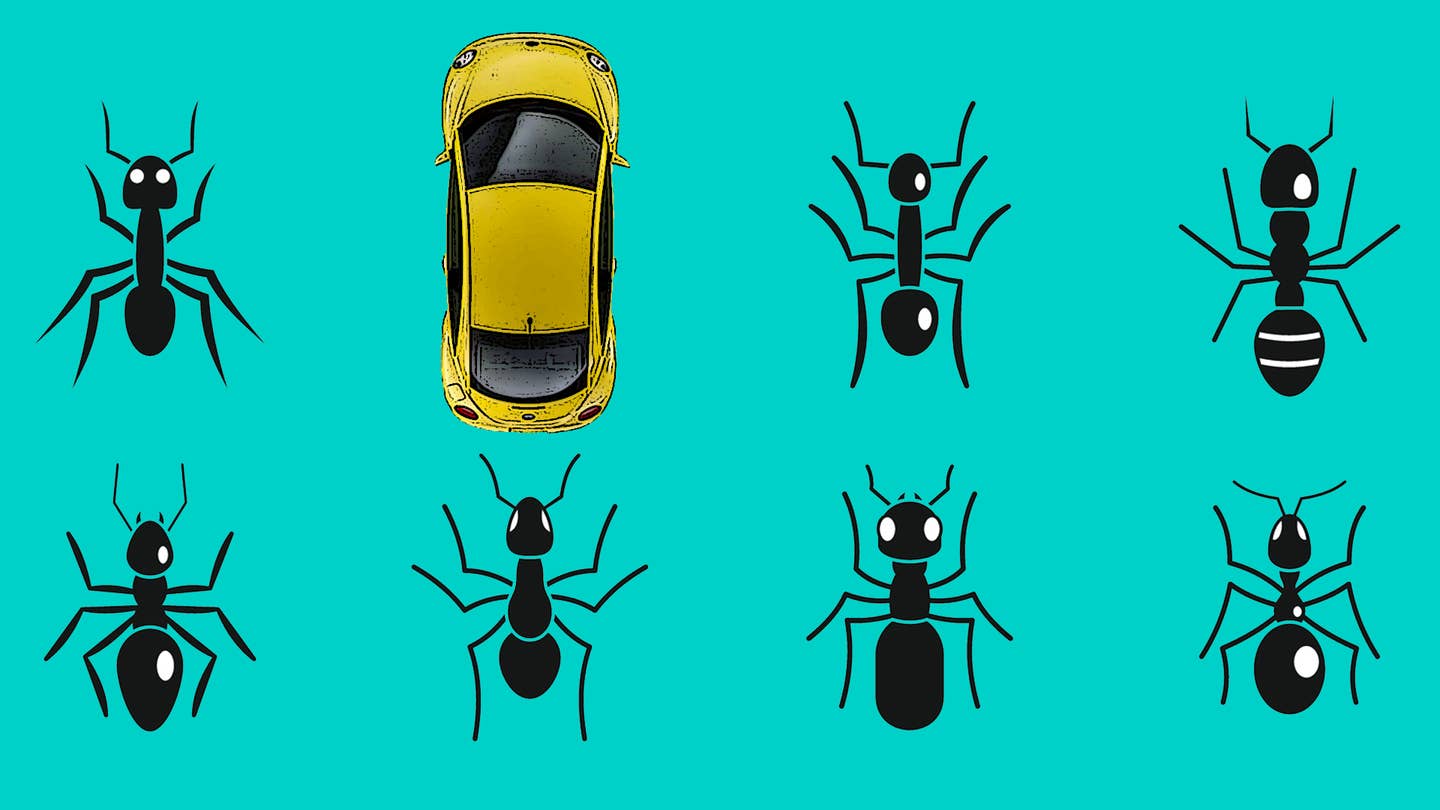 如何清除蚂蚁，蜘蛛和其他害虫从你的车